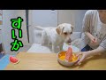 きなこのスイカの食べ方。ラブラドールレトリバー