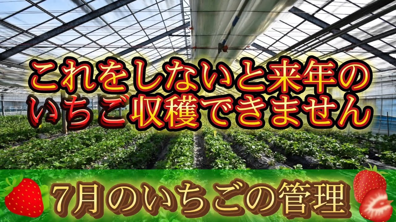 A strawberry farmer explains how to care for strawberries in July