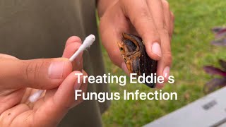 How to Treat a Fungus Infection on a Spotted Turtle *Disclaimer*