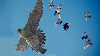Самый быстрый в мире Хищник Сокол Сапсан атакует голубей.The world&#39;s fastest Falcon Peregrine