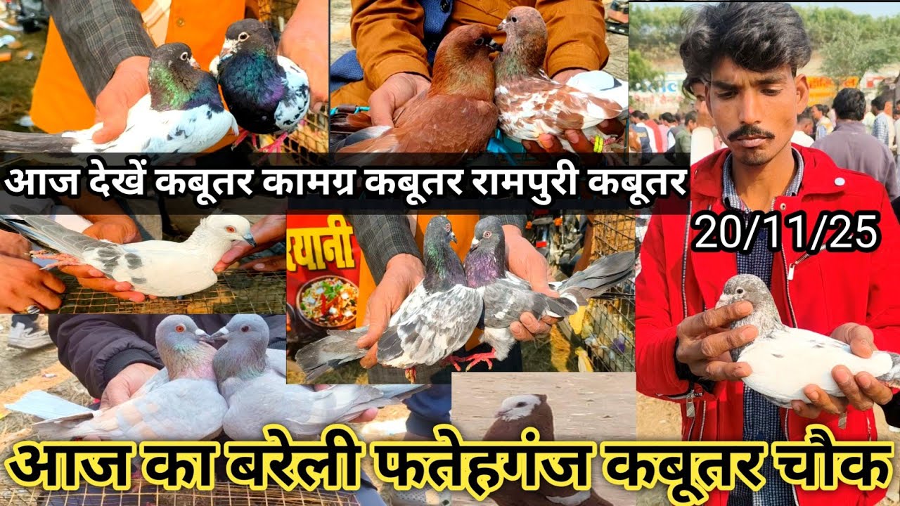आज का बरेली फतेहगंज कबूतर चौक Bareilly Kabootar Market ❤️बहुत अच्छा और बहुत सस्ते कबूतर ले जाओ aaj 