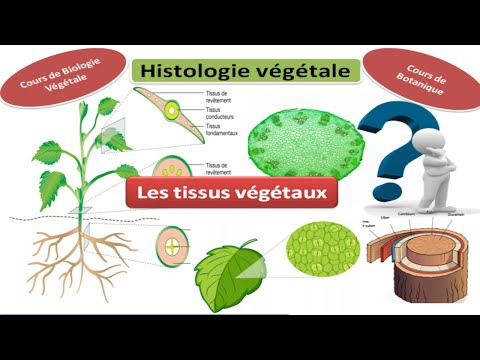 Vidéo: Différence Entre Le Tissu Animal Et Le Tissu Végétal