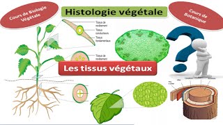 Histologie végétale (cours de biologie végétale les tissus végétaux) screenshot 3