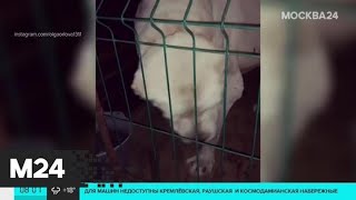 Москвичи спасли алабая на Киевском шоссе - Москва 24 Москвичи спасли алабая на Киевском шоссе - Москва 24