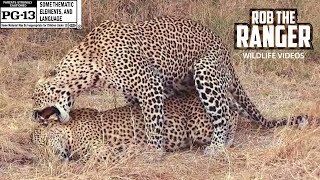 WILDlife: Leopards Pairing In The Open WILDlife: Leopards Pairing In The Open