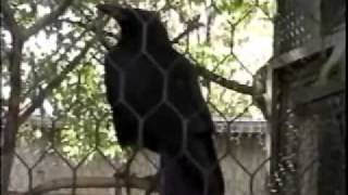 Details Ruby the Talking Crow Update
