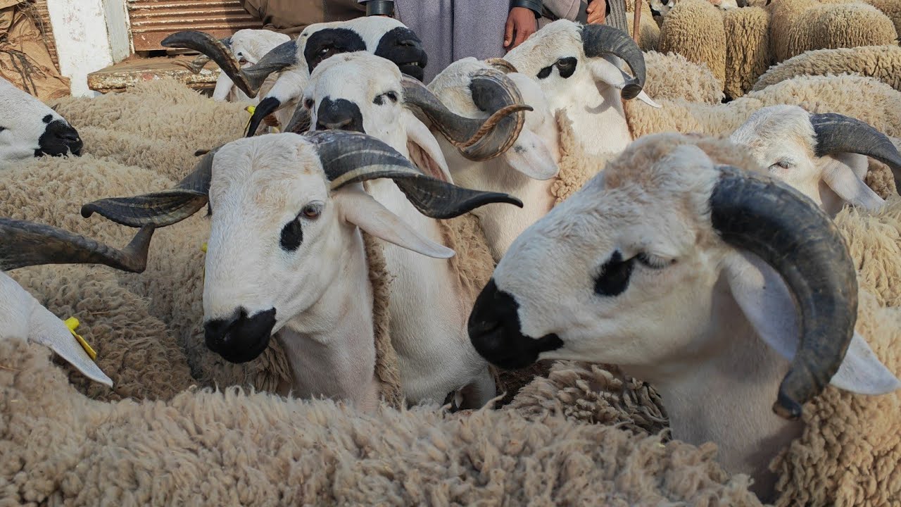 مباشر هاد الصباح من سوق سبت سطات مع اتمنة الخروف والحولي ،الخروفة #عيد الأضحى سوق راجع مقارنة بكيسر