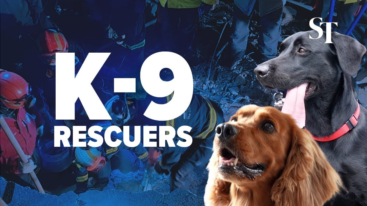 How to train a rescue dog YouTube