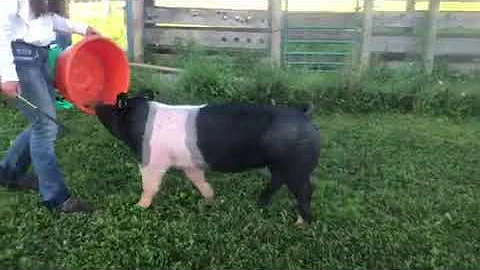 Katie Arnett Mkt Hog