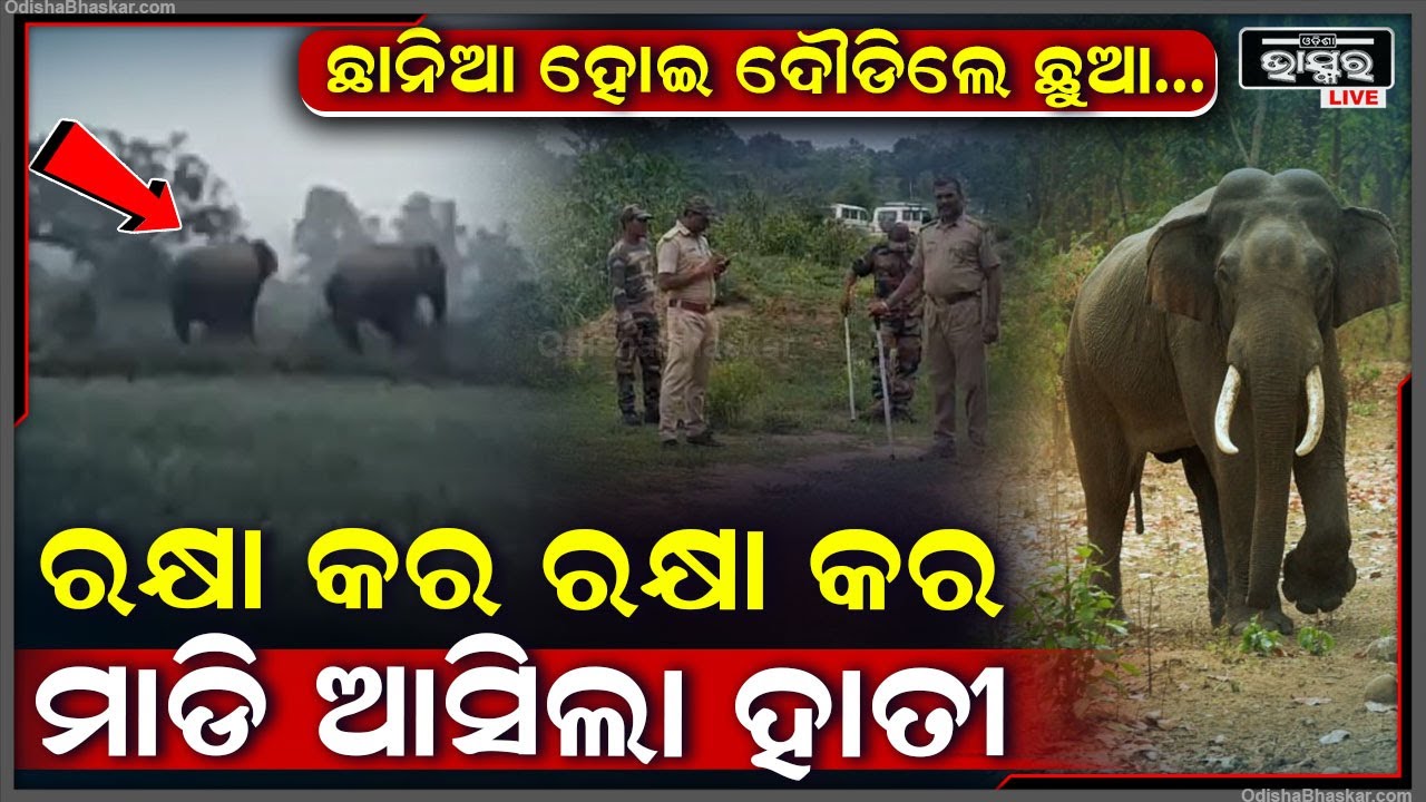 ଗାଁକୁ ମାଡି ଆସୁଛନ୍ତି ମାଳ ମାଳ ହାତୀ । ଆଉ ବିଲ ବାଡି ସବୁ ନଷ୍ଟ କରି ଦେଉଛନ୍ତି । ଭୟରେ ଅଛନ୍ତି ଲୋକେ I