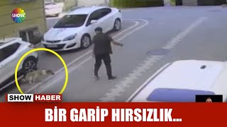 Köpek hırsızlığa karıştı!