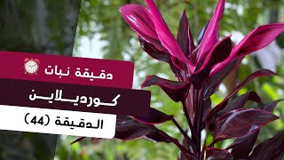 دقيقة نبات |٤٤| الكورديلاين Cordyline | care tips