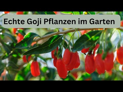 Video: Betten für Erdbeeren unter Agrofaser