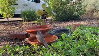 Grey Shrikethrush by Naizys Place No views 2 days ago 45 seconds