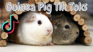 Guinea Pig Tik Toks Its Olivia