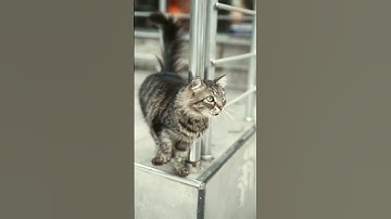 Meet some of the most gorgeous street cats 🥰 #cat #catsrescue #catworld #lovelycat #catsanctuary