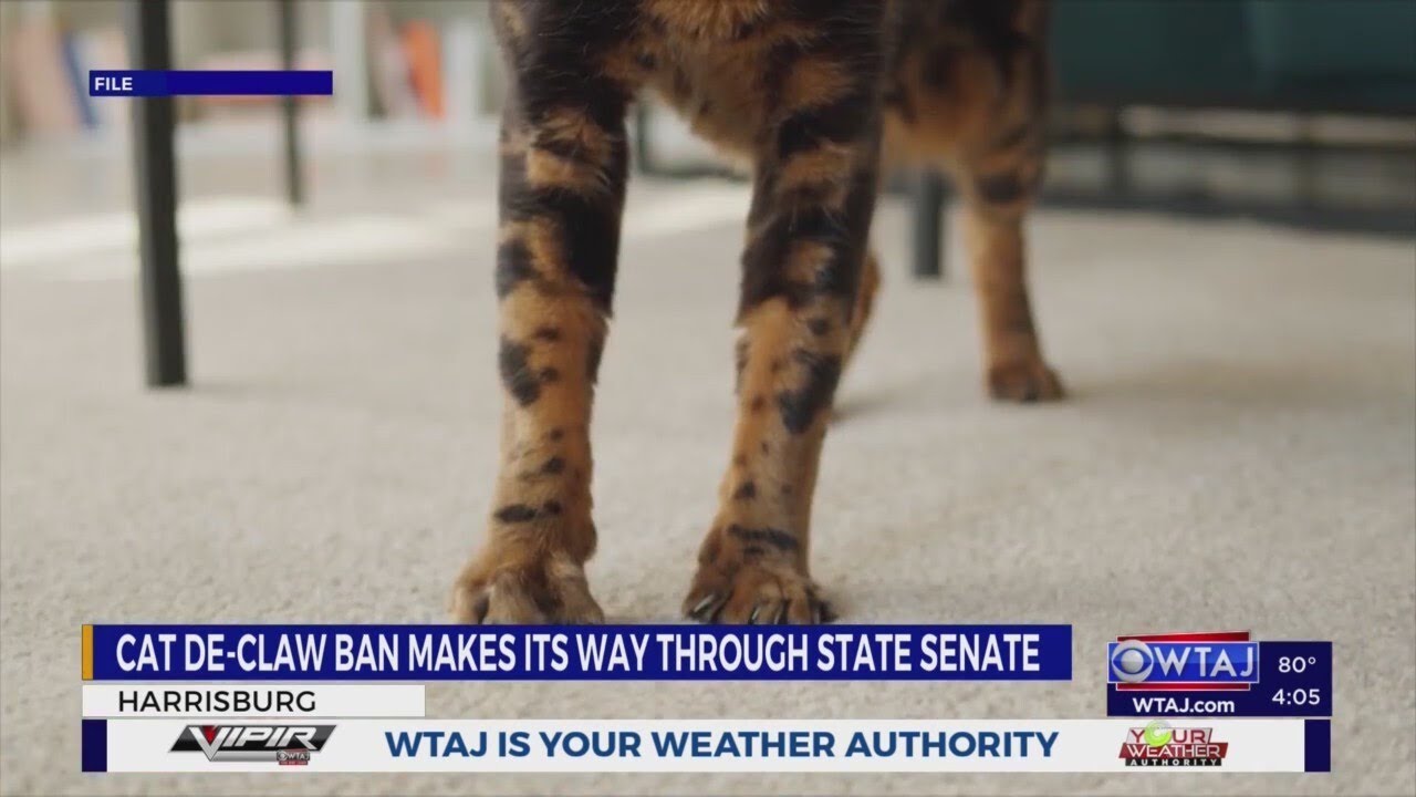 Cat declawing could be outlawed in Pennsylvania with new legislation