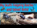 Death-Feigning Beetles and Velvet Ant Community Vivarium