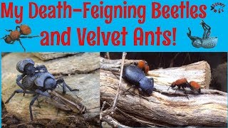 DeathFeigning Beetles and Velvet Ant Community Vivarium