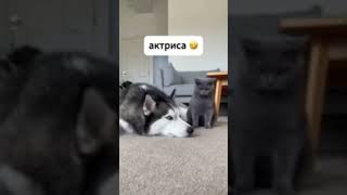 Актриса