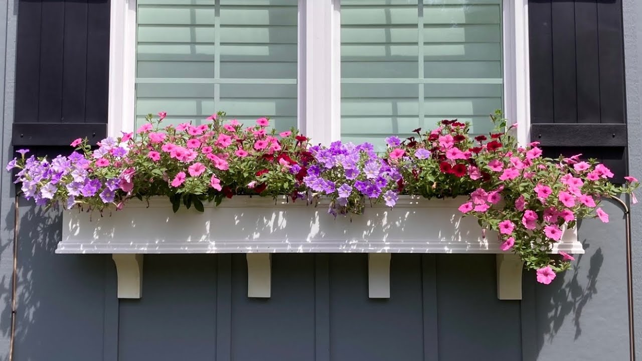 Supertunia Flower Boxes Week 4 Update 2023