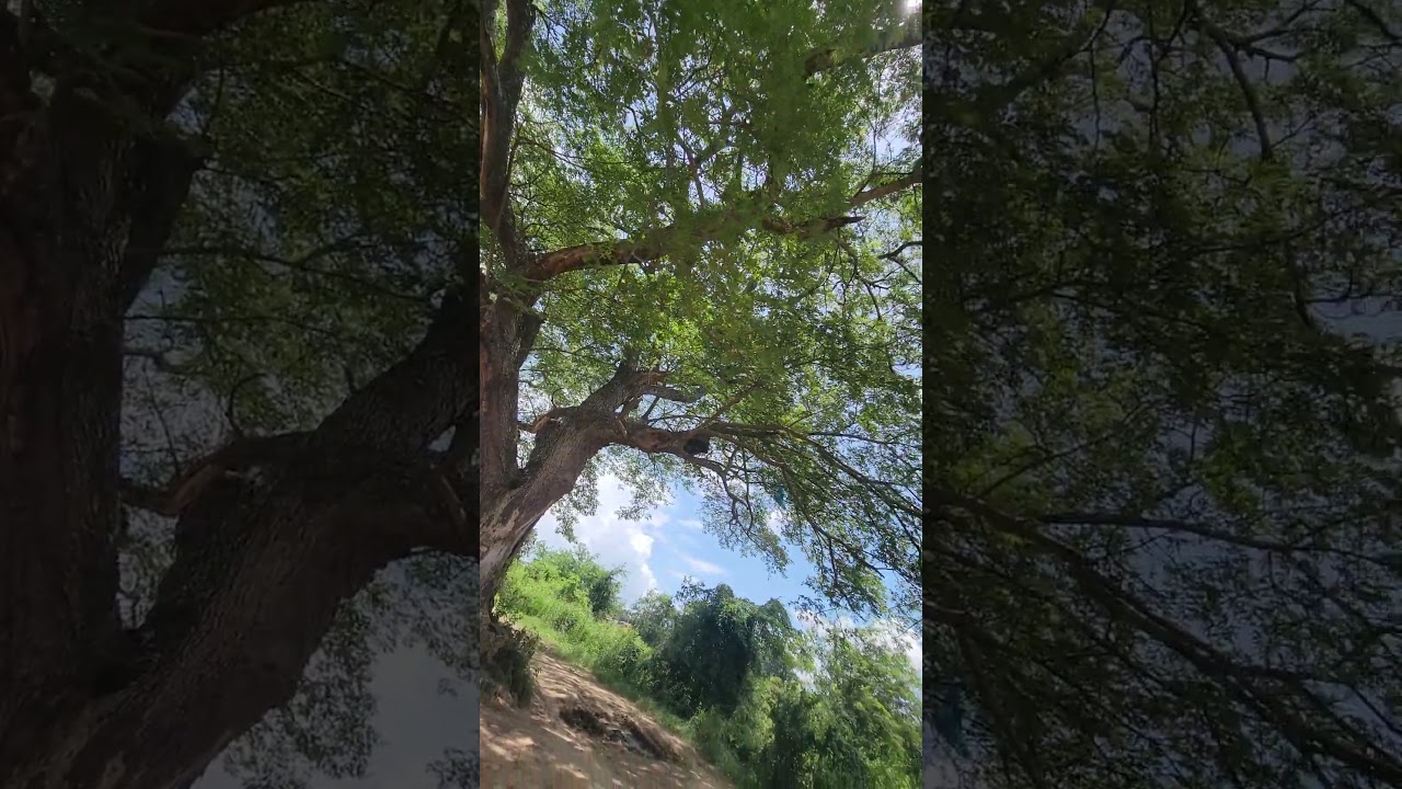 I do not know how old this big tree is until now?