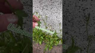 The Cabbage Family Rules In March