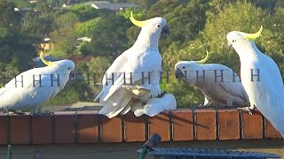 Sweet and Funny Cockatoo Love 2