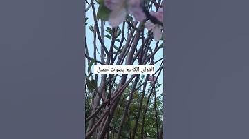 القرآن الكريم بصوت جميل #duet #القران_الكريم #اكسبلور #تيك_توك #رمضانمبارك #دويتو #المصحف #في
