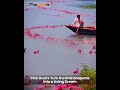 " Pink Ducks Turn the Brahmaputra Into a Living Dream "