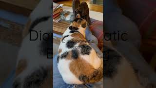 Diaphragmatic Breathing…catsgood examples. They know that clavicular breathing is not good?