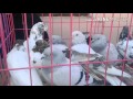 Выставка голубей в Туркестане 2015 октябрь
