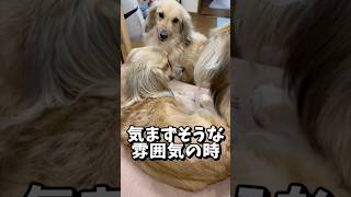 🐶気まずそうな犬たちの沈黙が気になる【ミニチュアダックス多頭飼い】