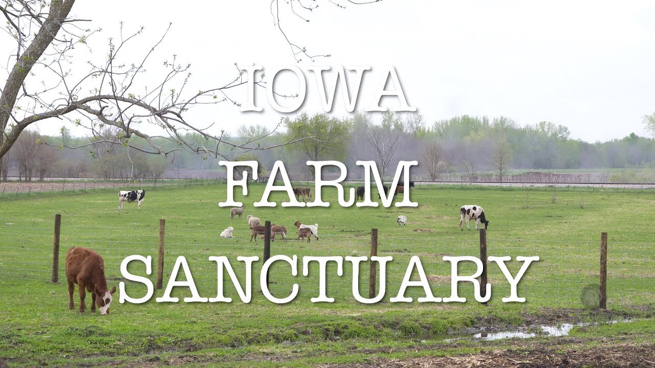 Preview | Iowa Farm Sanctuary