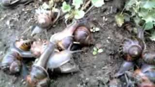 Snail Race - Strong Smell Sense