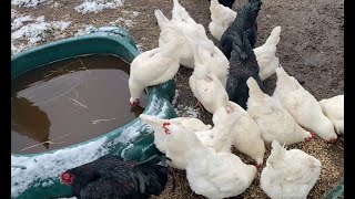 Meat Chicken Cross Breeding Week 41