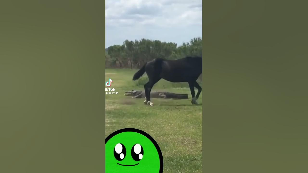 Horse Stomps On Alligator YouTube