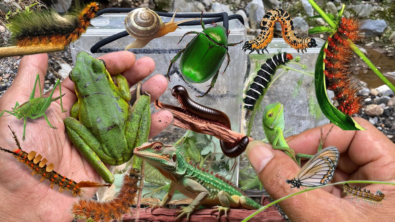 The biggest green frog i've ever found