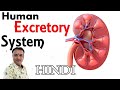 Human excretory system  full in hindi