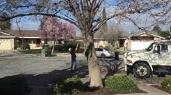 Hard Trim a Bradford Pear