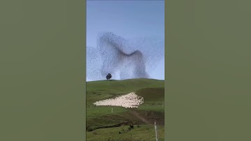 تلاوه جميله من الشيخ ماجد العويري