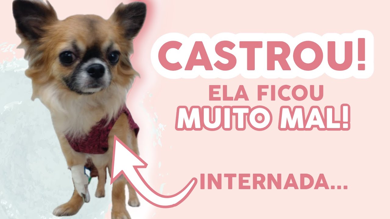 CASTREI MINHA CHIHUAHUA E ME ARREPENDI | INFECÇÃO | REAÇÃO ALÉRGICA ...