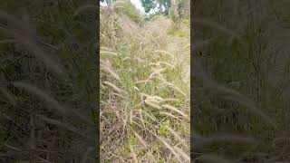 Wild Flower simple beautiful flowers