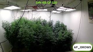 CLEAN YOUR HOUSE! STUDY! BACKGROUND BEATS IN THE INDOOR JUNGLE