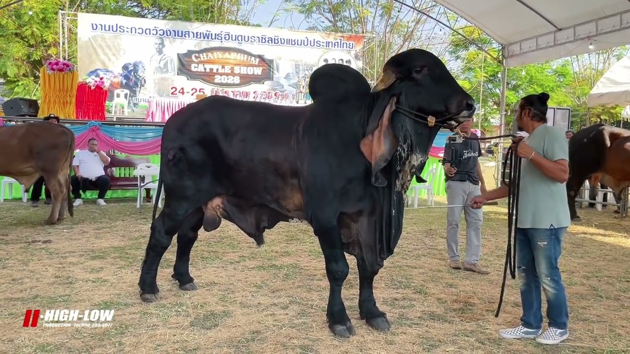 เจ้าแตงโม ณ สนามหนองบัวโคก2026 ช่วงโชว์พ่อพันธุ์