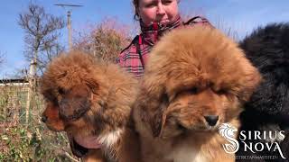 tibetan mastiff puppies