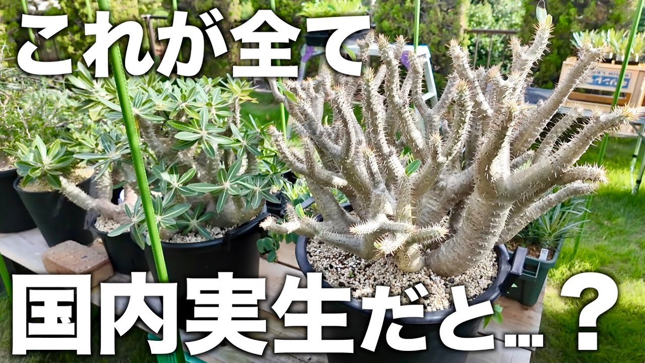 【塊根植物】国内最大レベルの実生株がデカすぎました｜456ハウス前編