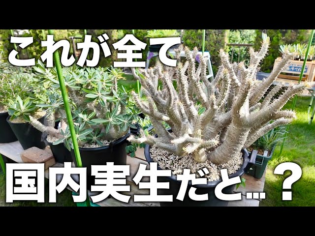 Tuberous Root Plants] The largest seedling in Japan was huge