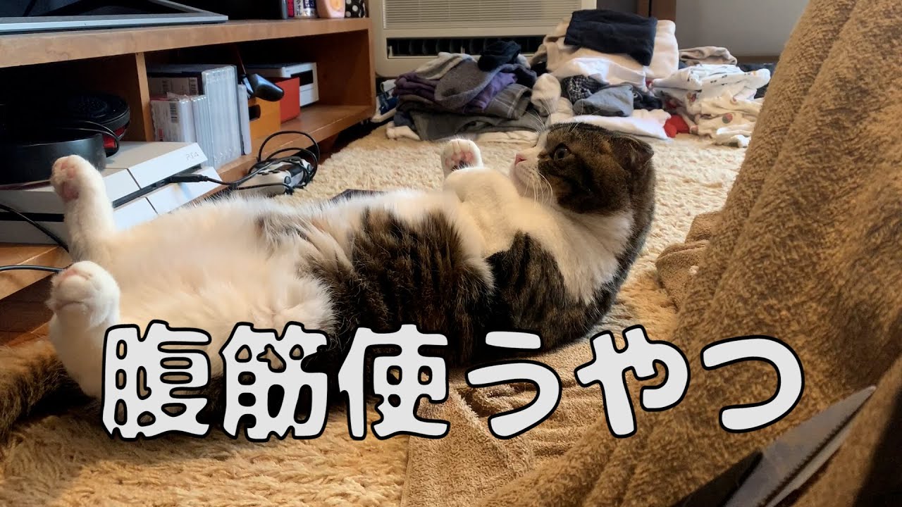 Download 【親子猫】ママは見た！飼い主に超 