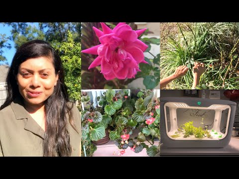 How to Multiply your Garden with Cuttings + Update on Greenjoy Indoor Grow box Vlog Bhavna